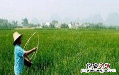 荸荠病虫害防治方法 荸荠病虫害防治方法图片