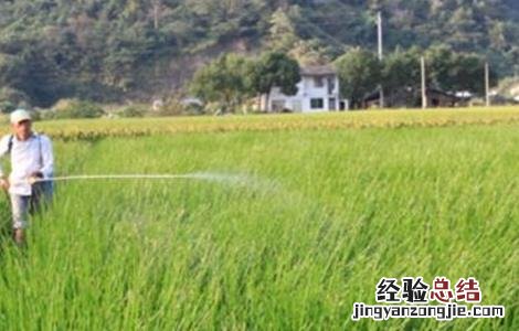 荸荠病虫害防治方法 荸荠病虫害防治方法图片