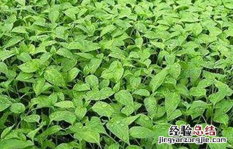 如何提高辣椒种子的出芽率 如何提高辣椒种子的出芽率和产量