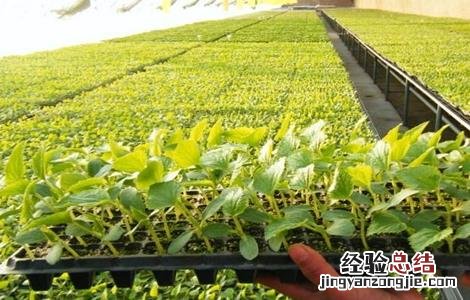 如何提高辣椒种子的出芽率 如何提高辣椒种子的出芽率和产量