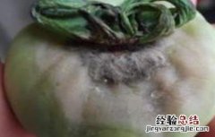 西红柿烂果的原因及防治 西红柿烂果病