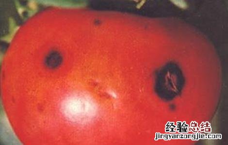 西红柿烂果的原因及防治 西红柿烂果病