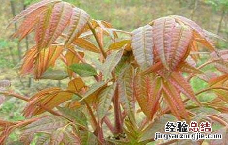 香椿种植技术 红油香椿种植技术