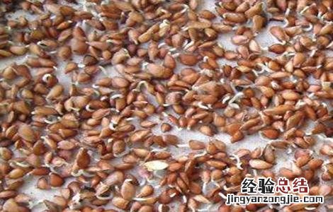 香椿种植技术 红油香椿种植技术