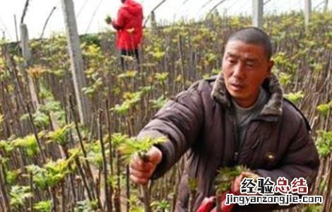 香椿种植技术 红油香椿种植技术