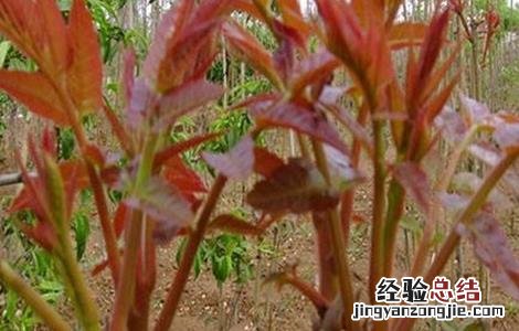 香椿种植技术 红油香椿种植技术