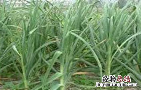 蒜苗黄叶干尖的原因及防治方法 蒜苗黄叶干尖的原因及防治方法是什么