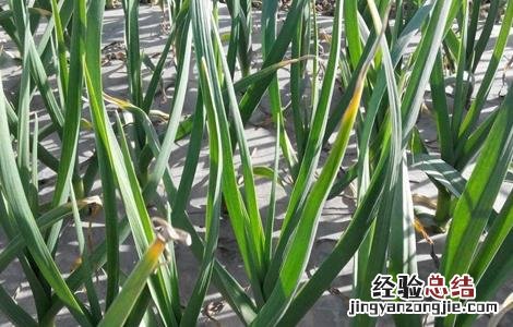 蒜苗黄叶干尖的原因及防治方法 蒜苗黄叶干尖的原因及防治方法是什么