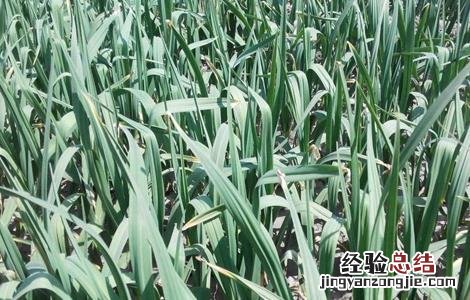 蒜苗黄叶干尖的原因及防治方法 蒜苗黄叶干尖的原因及防治方法是什么