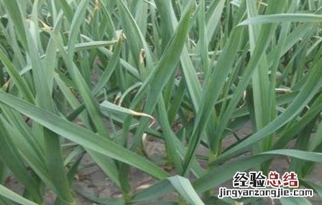 蒜苗黄叶干尖的原因及防治方法 蒜苗黄叶干尖的原因及防治方法是什么