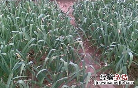 蒜苗黄叶干尖的原因及防治方法 蒜苗黄叶干尖的原因及防治方法是什么