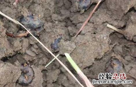 荸荠的种植技术 荸荠的种植技术及时间