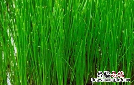 荸荠的种植技术 荸荠的种植技术及时间