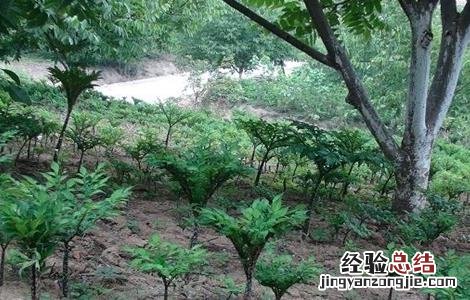 魔芋种植的注意事項 魔芋种植的注意事項是什么