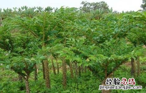 魔芋种植的注意事項 魔芋种植的注意事項是什么