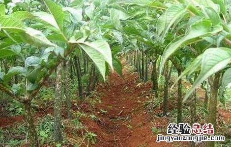 魔芋种植的注意事項 魔芋种植的注意事項是什么