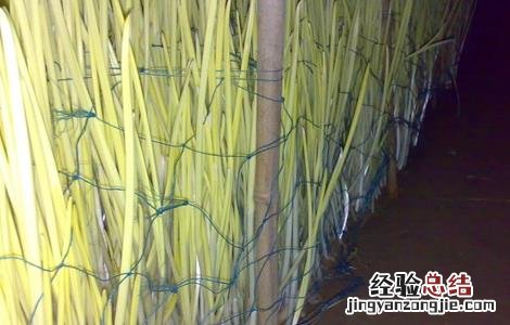 蒜黄种植技术 蒜黄种植技术视频
