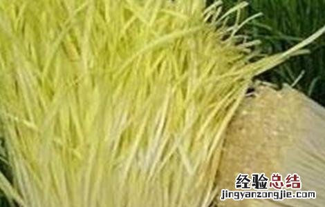 蒜黄种植技术 蒜黄种植技术视频