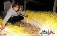 蒜黄种植技术 蒜黄种植技术视频