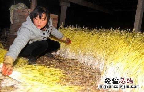 蒜黄种植技术 蒜黄种植技术视频