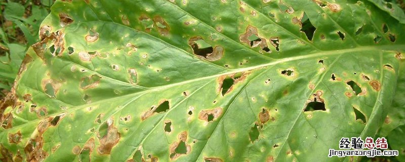 烤烟赤星病怎样防治 烟草赤星病怎样防治