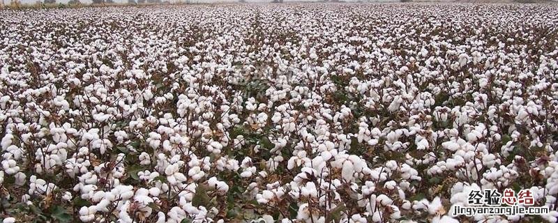 精喹禾灵几天死草见效 精喹禾灵几天死草