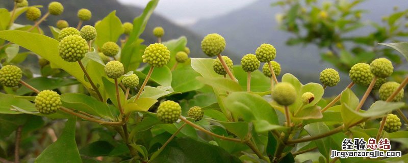 蓖麻亩产量和利润 蓖麻亩产量