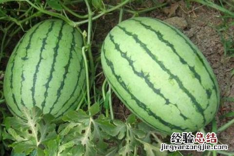 西瓜叶片发黄什么原因 西瓜老叶变黄什么原因