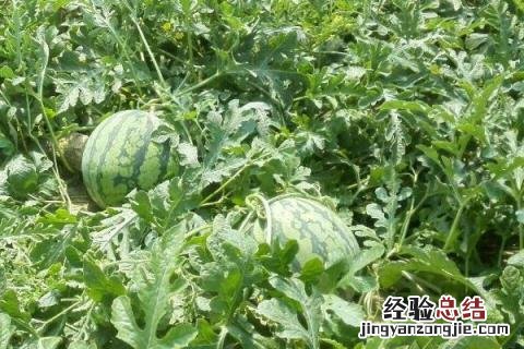 西瓜叶片发黄什么原因 西瓜老叶变黄什么原因