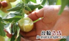 冬枣是凉性的还是温性的 冬枣属于温性还是凉性