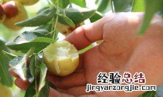 冬枣是凉性的还是温性的 冬枣属于温性还是凉性