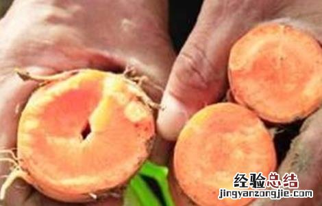 萝卜空心病的防治措施 萝卜空心的原因及防治方法
