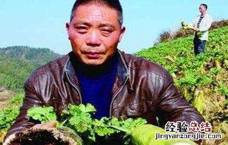 萝卜空心病的防治措施 萝卜空心的原因及防治方法