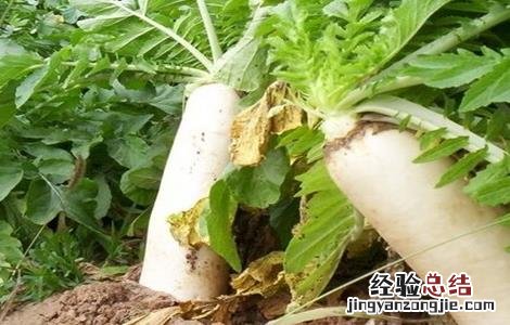 萝卜空心病的防治措施 萝卜空心的原因及防治方法