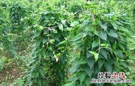 黑豆种植技术与时间 黑豆种植技术