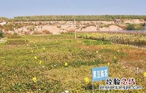 黑豆种植技术与时间 黑豆种植技术