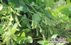 黑豆种植技术与时间 黑豆种植技术