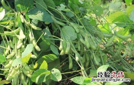 黑豆种植技术与时间 黑豆种植技术