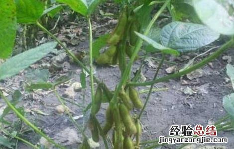 黑豆种植技术与时间 黑豆种植技术