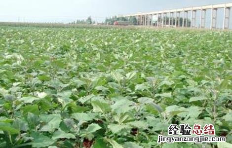 黑豆种植技术与时间 黑豆种植技术