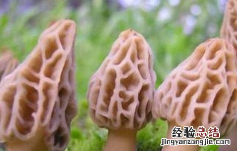 种植羊肚菌需要注意的地方 种植羊肚菌需要注意的地方