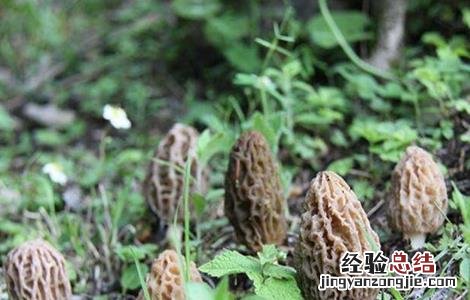 种植羊肚菌需要注意的地方 种植羊肚菌需要注意的地方