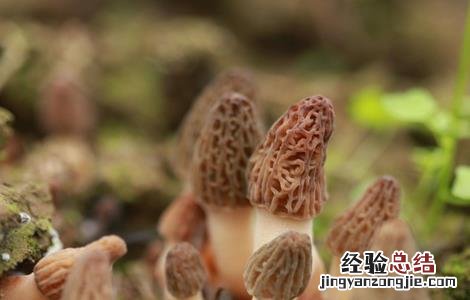 种植羊肚菌需要注意的地方 种植羊肚菌需要注意的地方