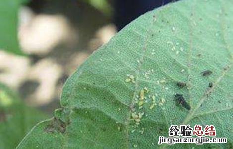 黑豆病害怎样防治 黑豆常见病虫害防治方法