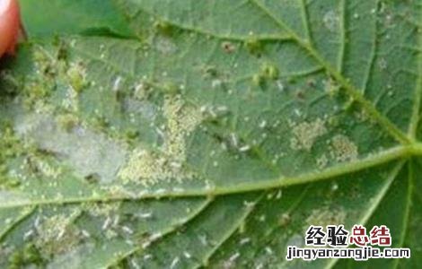 黑豆病害怎样防治 黑豆常见病虫害防治方法