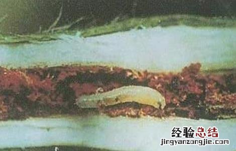 黑豆病害怎样防治 黑豆常见病虫害防治方法