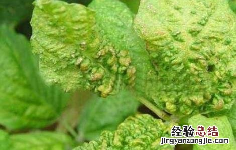 黑豆病害怎样防治 黑豆常见病虫害防治方法
