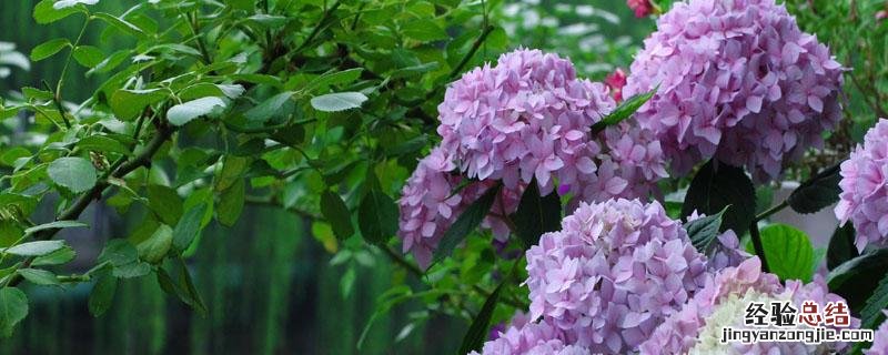 花多多1号是喷还是浇 花多多1号是喷还是浇宝莲灯