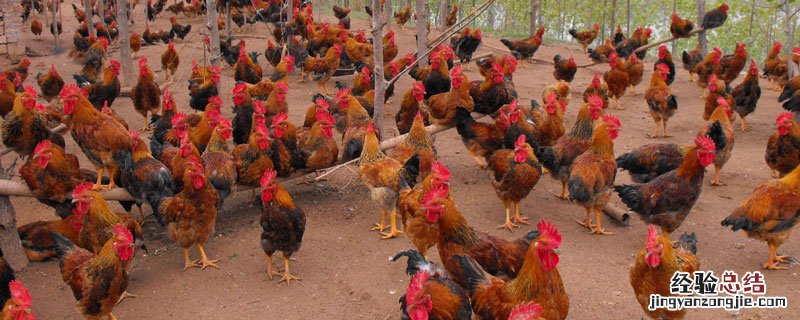 豆腐渣怎样才能养好鸡 豆腐渣养鸡经验