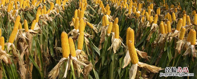 玉米田怎样用芸乐收 芸乐收用在玉米上怎么用一